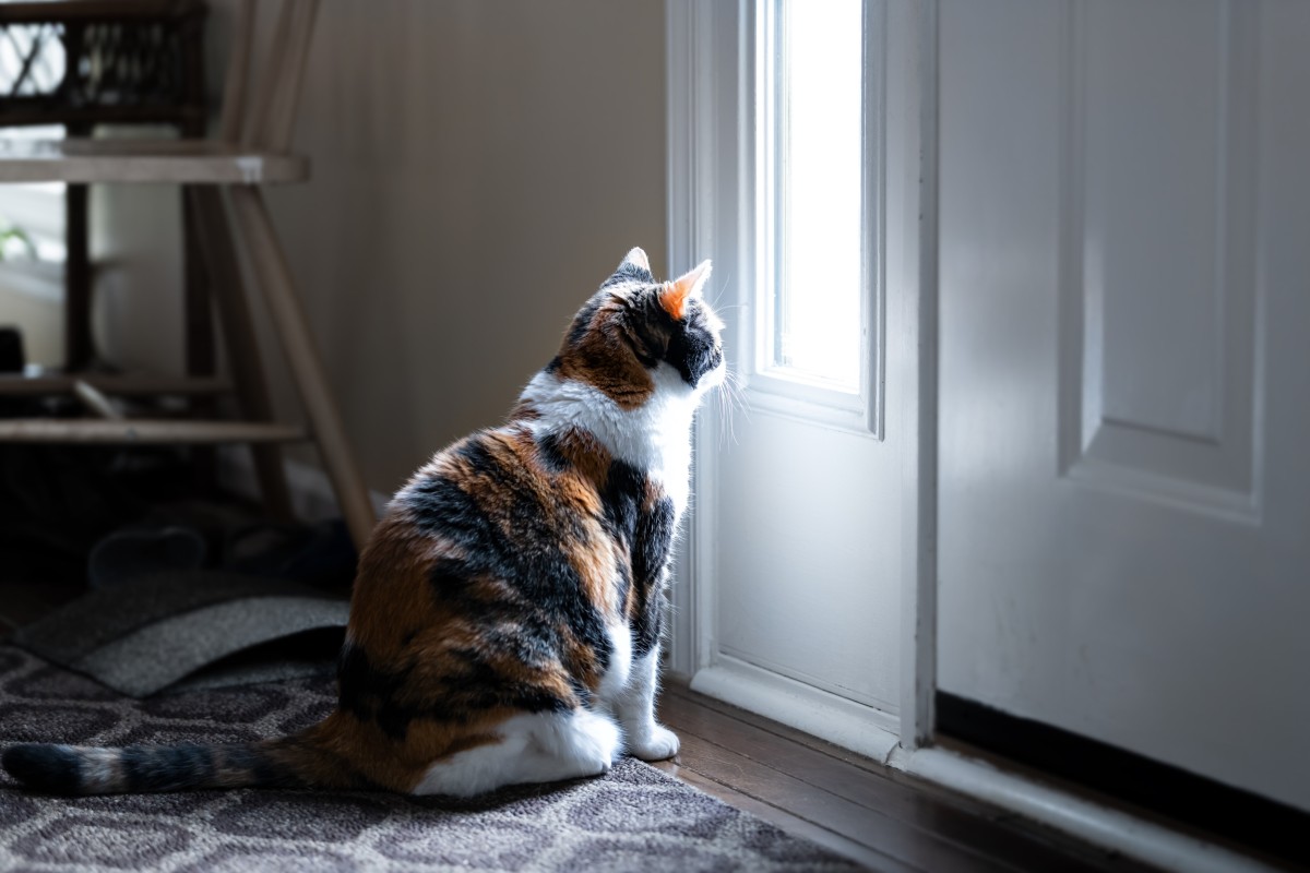Miért vár a macskád a bejáratnál, amikor hazaérsz?