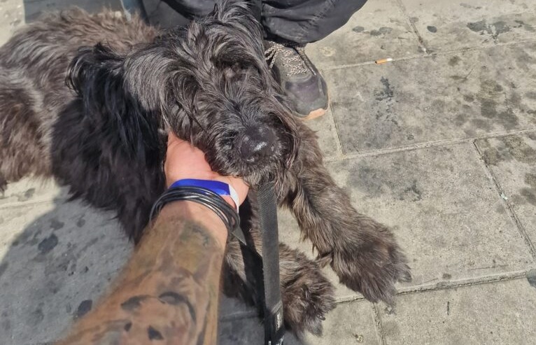 Bravúros csapatmunka – két órán belül elfogták az újbudai kutyatolvajt a kelenföldi pályaudvarnál