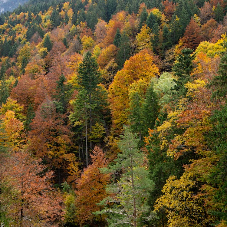 Most érdemes kirándulni: a János-hegy csodálatos őszi látványt nyújt nekünk