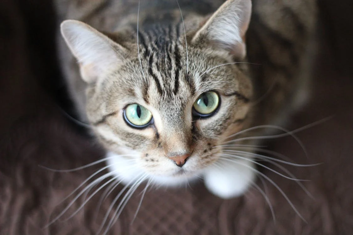 A macskák figyelmeztetnek, ha negatív energia van a házban – Ezekre a jelekre figyelj oda