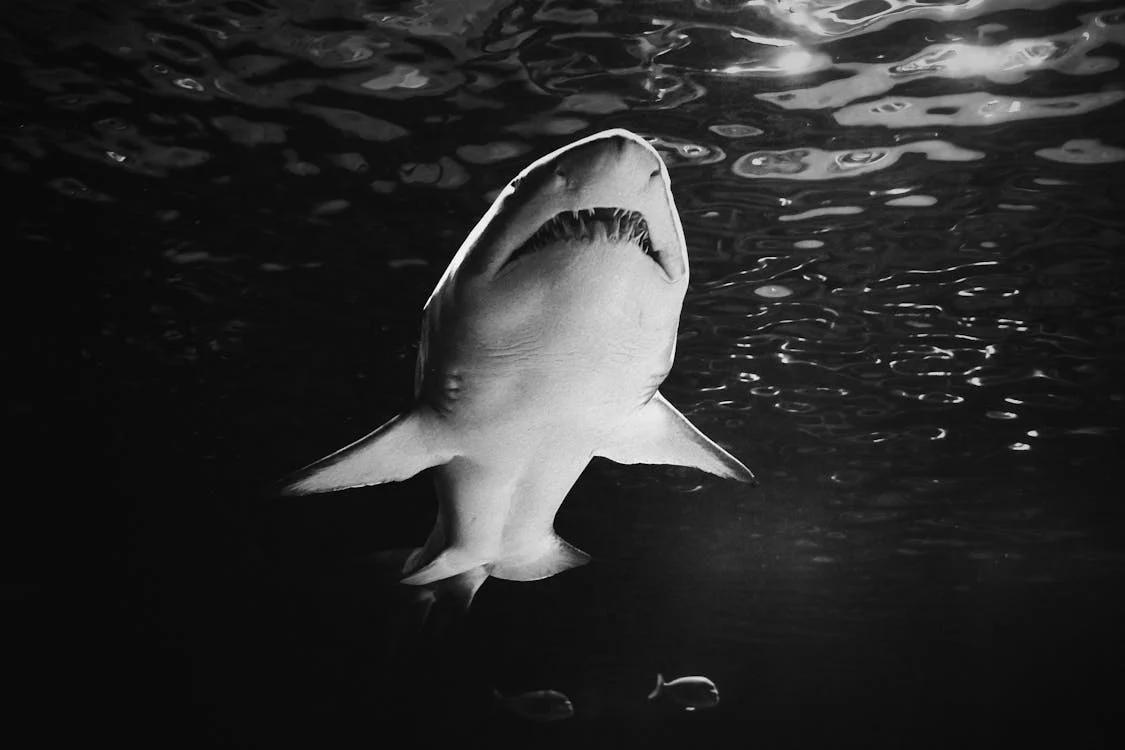 Borzasztó cápatámadás: Ötgyermekes családapát falt fel az állat, a felesége végignézte