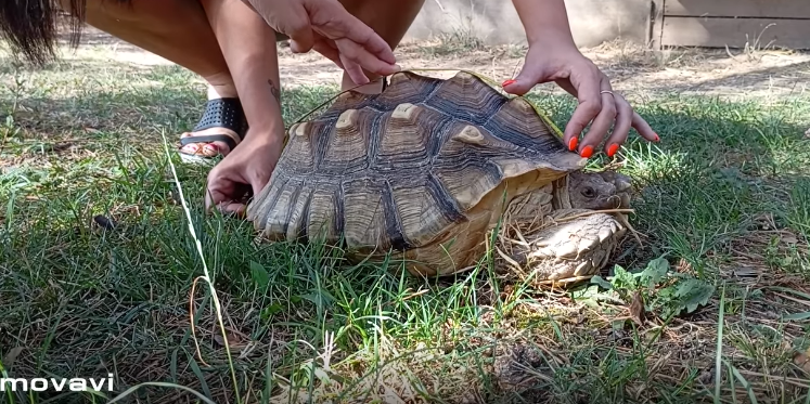 9 kilós hatalmas teknős tűnt fel egy magyar család udvarán